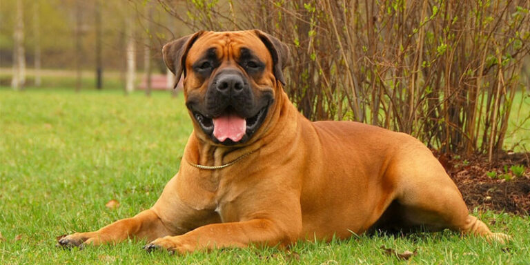 BoerBoel Training